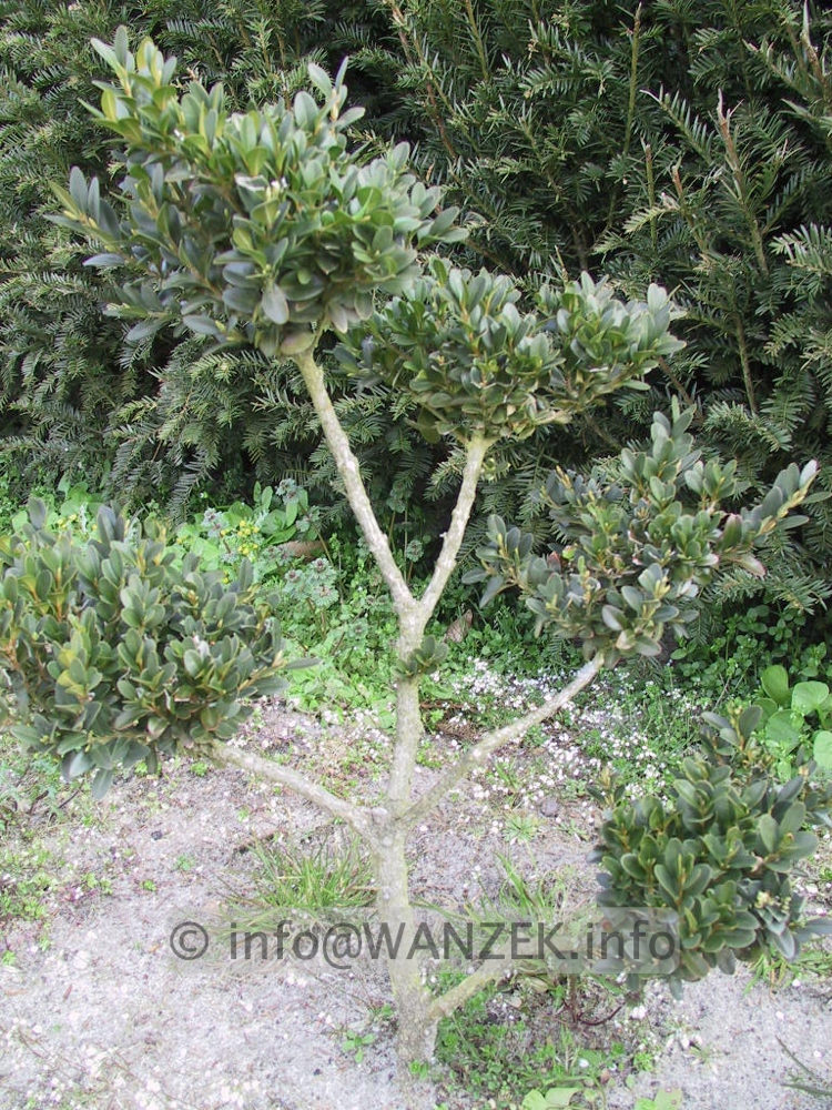 Buxus sempervirens - kleiner Bonsairohling2.JPG